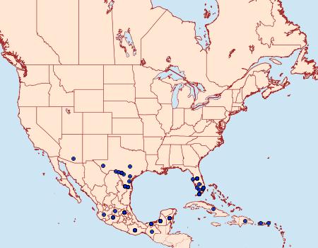 Distribution Data for Siproeta stelenes