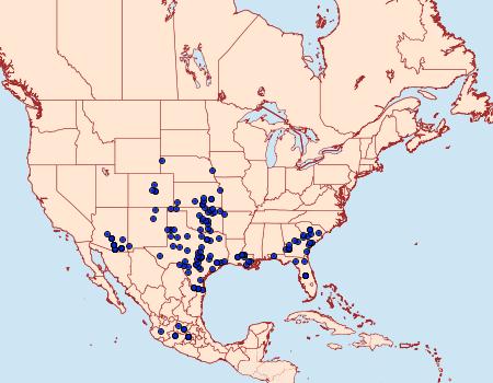 Distribution Data for Anthanassa texana