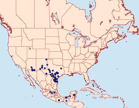 Distribution Data for Chlosyne theona