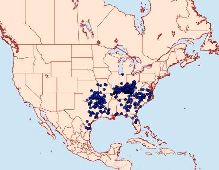 Distribution Data for Cyllopsis gemma