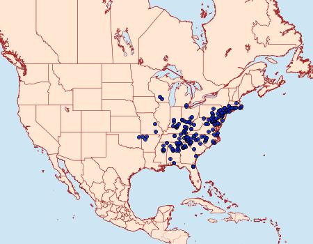 Distribution Data for Pyromorpha dimidiata