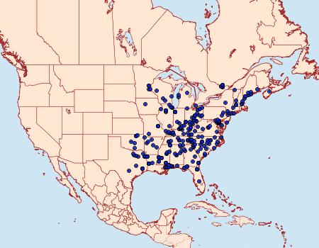 Distribution Data for Apoda biguttata