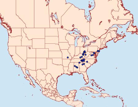 Distribution Data for Adoneta bicaudata