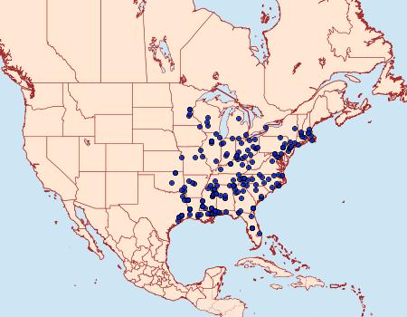 Distribution Data for Adoneta spinuloides