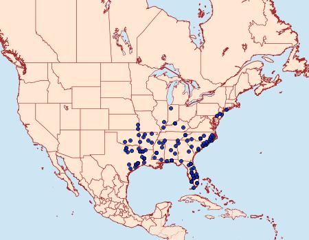 Distribution Data for Monoleuca semifascia