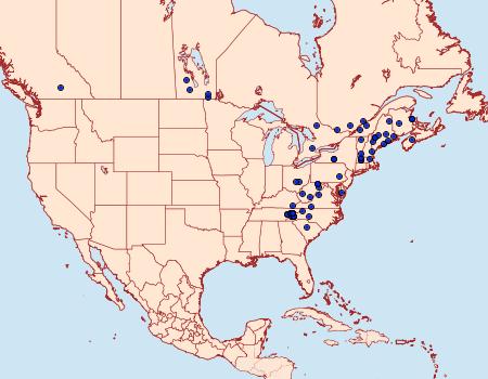 Distribution Data for Scoparia cinereomedia