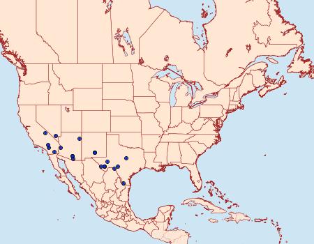 Distribution Data for Noctueliopsis bububattalis