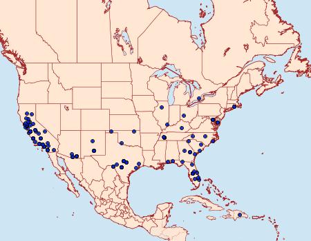 Distribution Data for Hellula rogatalis