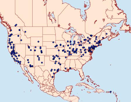 Distribution Data for Chalcoela iphitalis