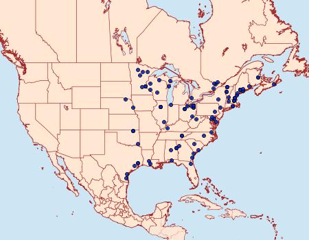 Distribution Data for Nascia acutellus