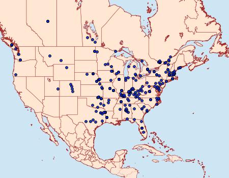 Distribution Data for Perispasta caeculalis