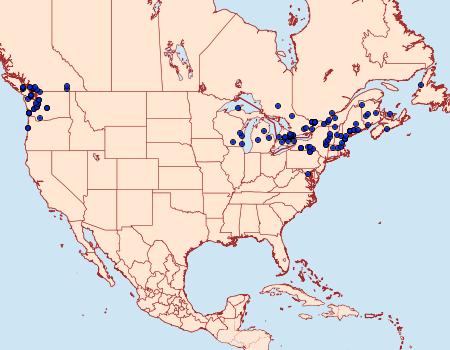 Distribution Data for Anania hortulata