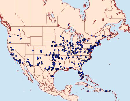 Distribution Data for Achyra rantalis