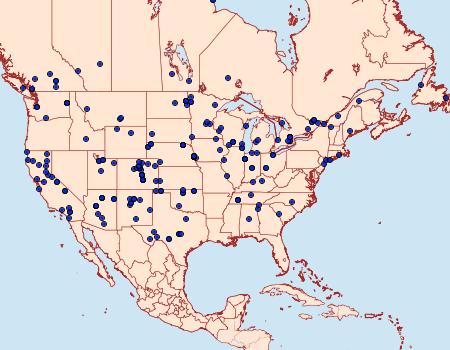 Distribution Data for Loxostege cereralis