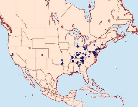 Distribution Data for Pyrausta niveicilialis