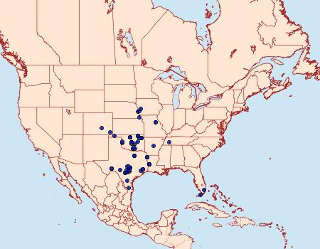 Distribution Data for Lineodes interrupta