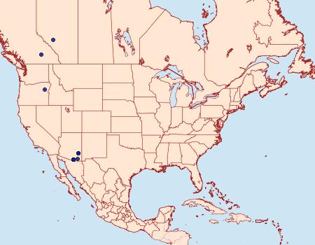 Distribution Data for Choristostigma disputalis