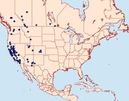 Distribution Data for Mecyna mustelinalis