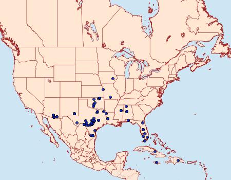 Distribution Data for Hileithia magualis