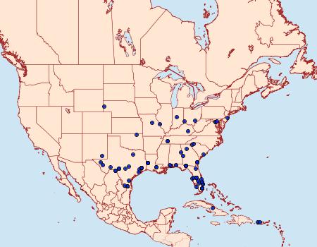 Distribution Data for Condylorrhiza vestigialis