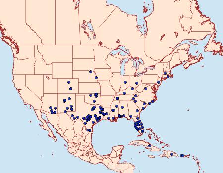 Distribution Data for Palpita quadristigmalis