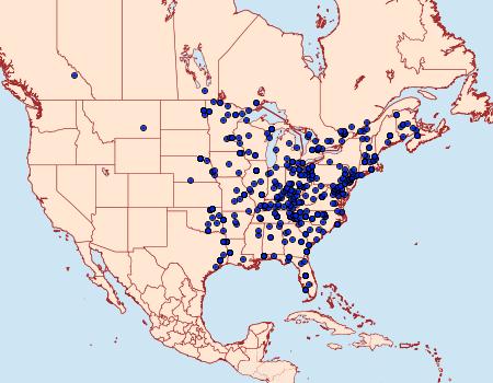 Distribution Data for Palpita magniferalis