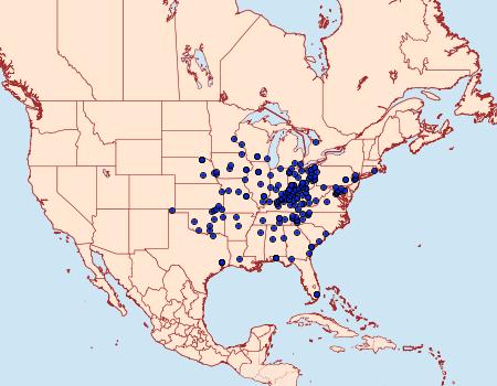 Distribution Data for Polygrammodes flavidalis