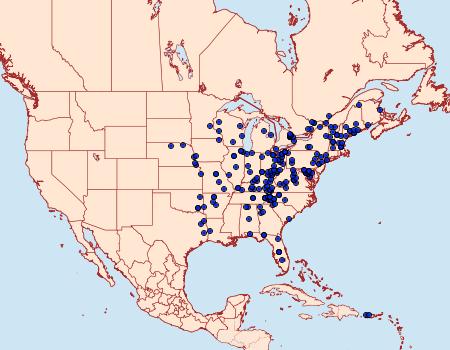 Distribution Data for Pantographa limata