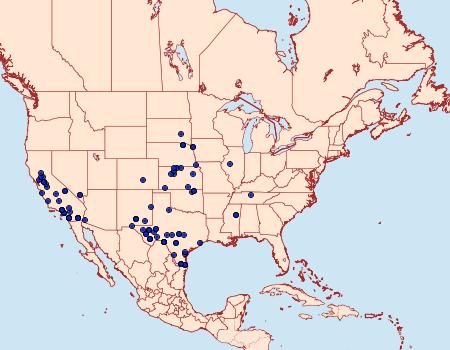 Distribution Data for Conchylodes octonalis