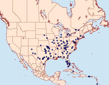 Distribution Data for Pilocrocis ramentalis