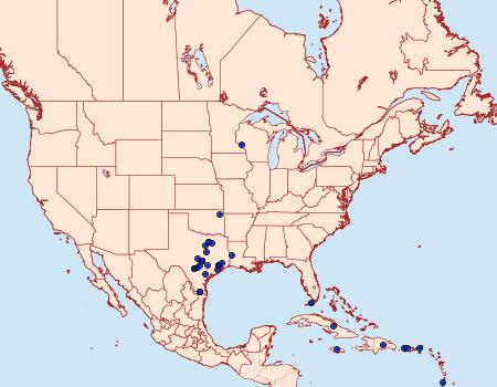 Distribution Data for Ommatospila narcaeusalis