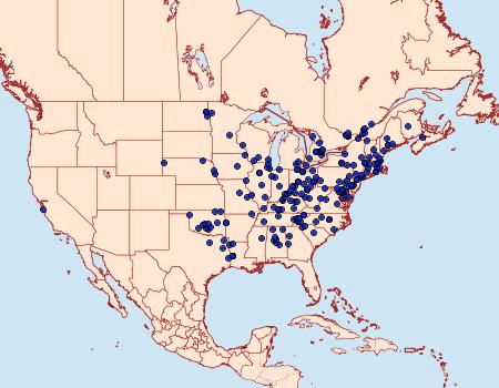 Distribution Data for Crambus laqueatellus