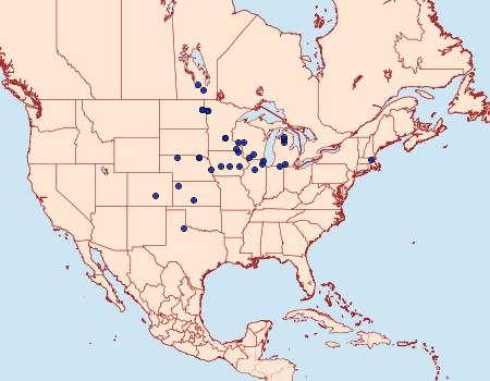 Distribution Data for Platytes vobisne