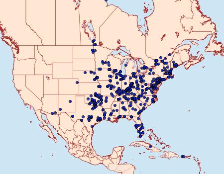 Distribution Data for Urola nivalis