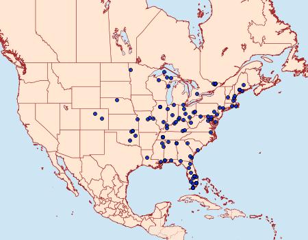 Distribution Data for Vaxi auratellus