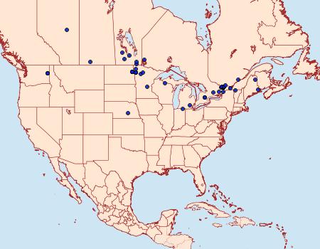 Distribution Data for Occidentalia comptulatalis