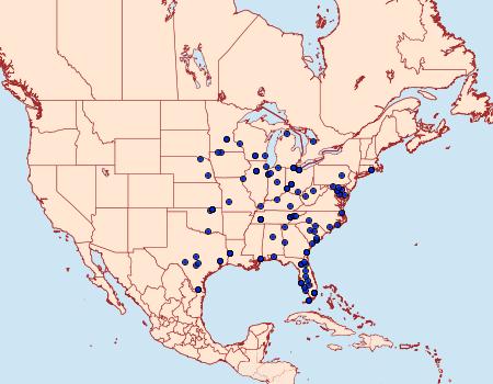 Distribution Data for Eoreuma densellus