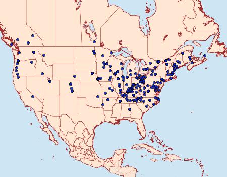 Distribution Data for Hypsopygia costalis