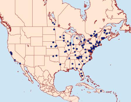 Distribution Data for Hypsopygia intermedialis