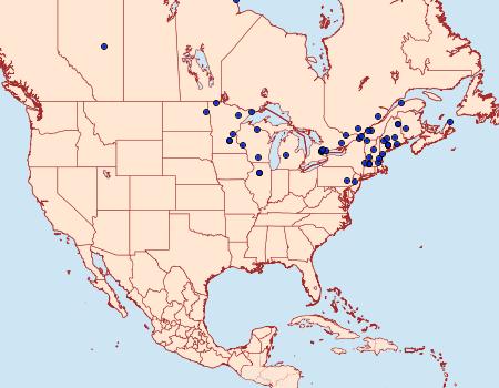 Distribution Data for Ortholepis pasadamia