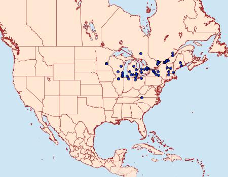 Distribution Data for Cnaemidophorus rhododactyla