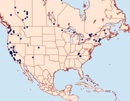 Distribution Data for Amblyptilia pica