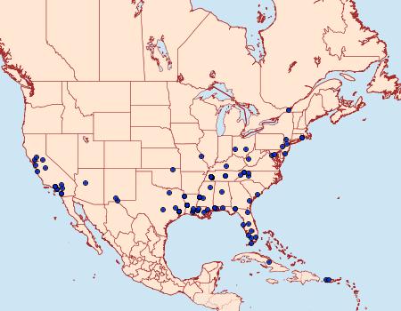 Distribution Data for Lioptilodes albistriolatus