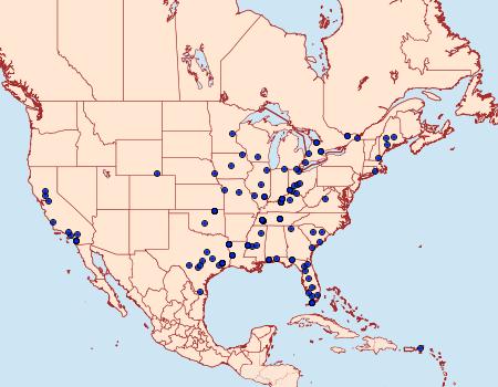 Distribution Data for Adaina ambrosiae