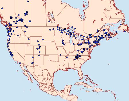 Distribution Data for Habrosyne scripta