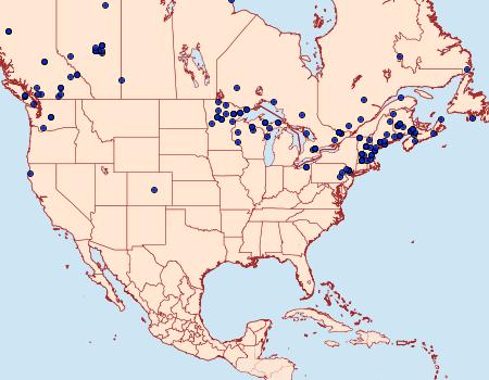 Distribution Data for Falcaria bilineata