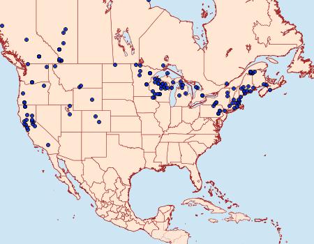 Distribution Data for Archiearis infans