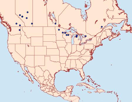 Distribution Data for Leucobrephos brephoides