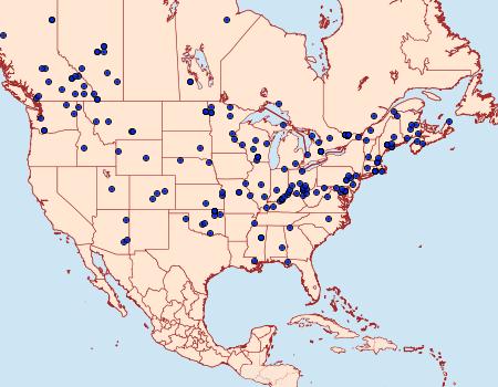 Distribution Data for Protitame virginalis