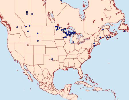 Distribution Data for Macaria sulphurea